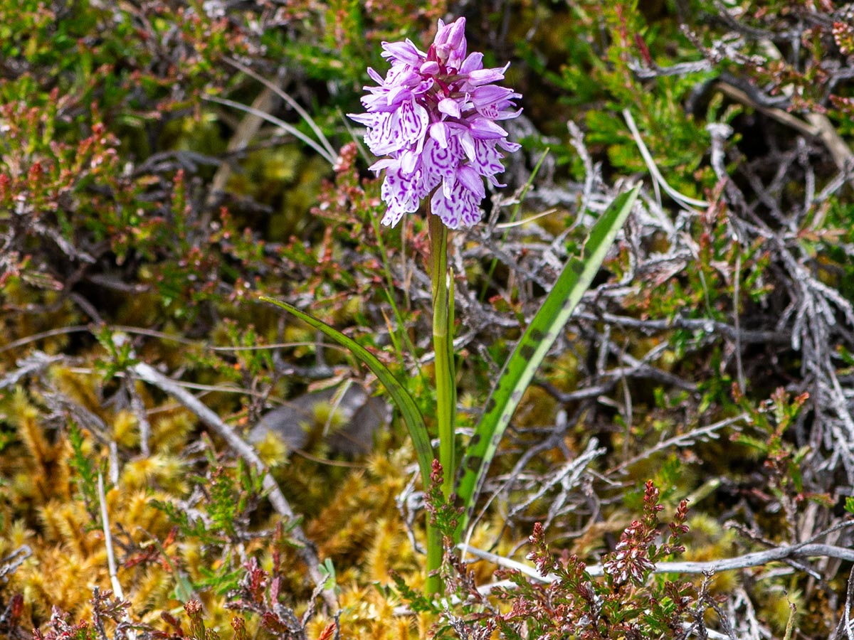 Habitus